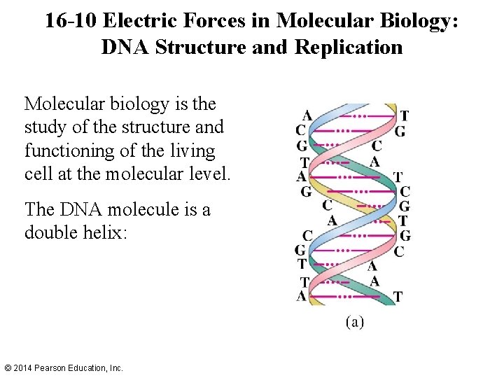 16 -10 Electric Forces in Molecular Biology: DNA Structure and Replication Molecular biology is