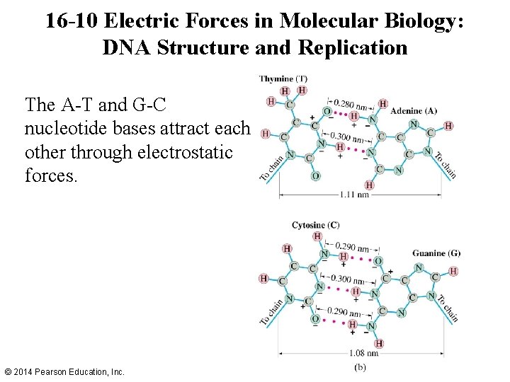16 -10 Electric Forces in Molecular Biology: DNA Structure and Replication The A-T and