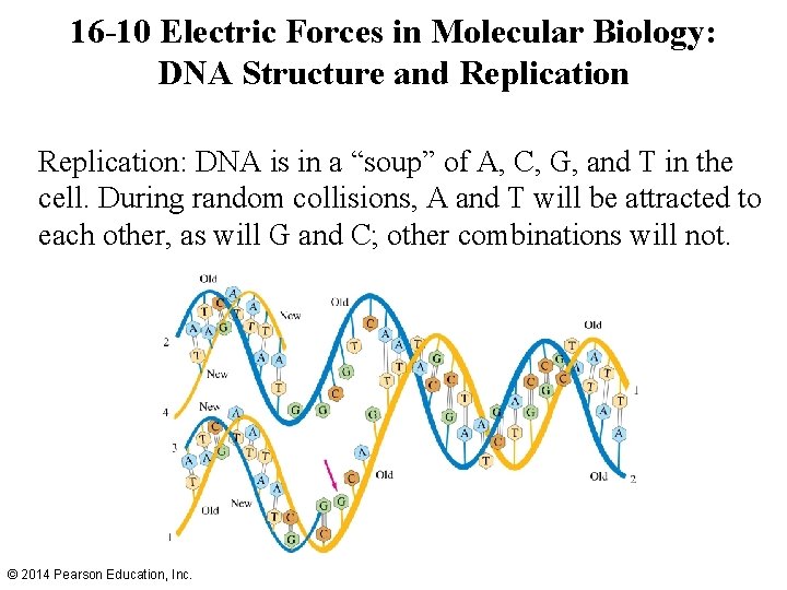 16 -10 Electric Forces in Molecular Biology: DNA Structure and Replication: DNA is in