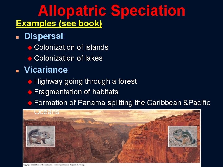 Allopatric Speciation Examples (see book) n Dispersal: u Colonization of islands u Colonization of