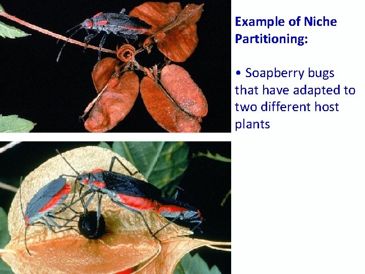 Example of Niche Partitioning: • Soapberry bugs that have adapted to two different host