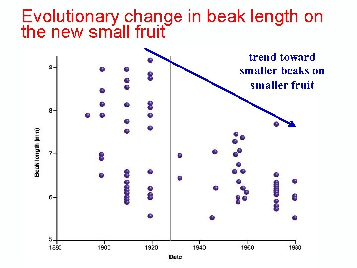 Evolutionary change in beak length on the new small fruit trend toward smaller beaks