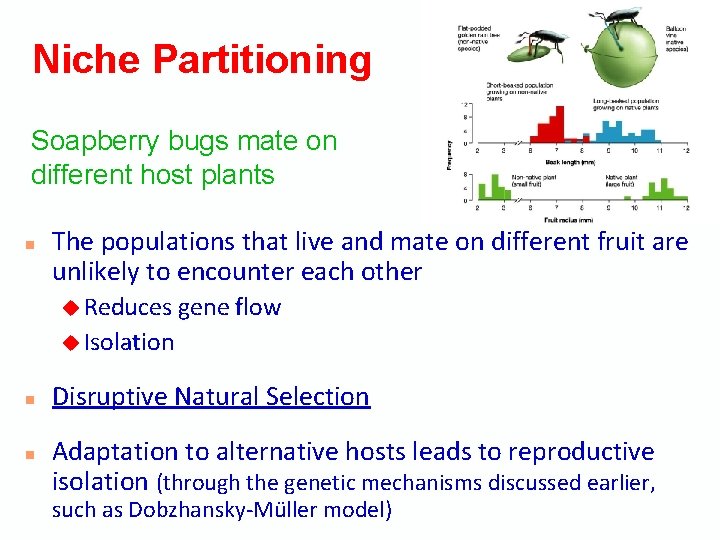 Niche Partitioning Soapberry bugs mate on different host plants n The populations that live