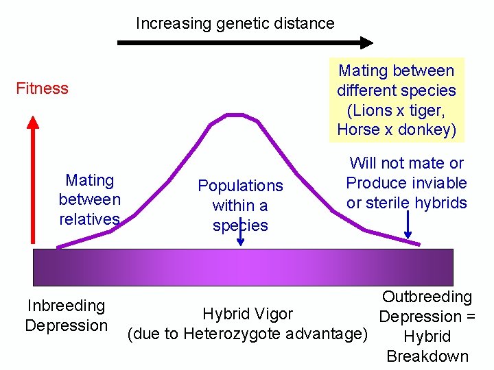 Increasing genetic distance Mating between different species (Lions x tiger, Horse x donkey) Fitness