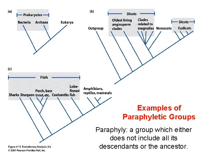 Examples of Paraphyletic Groups Paraphyly: a group which either does not include all its
