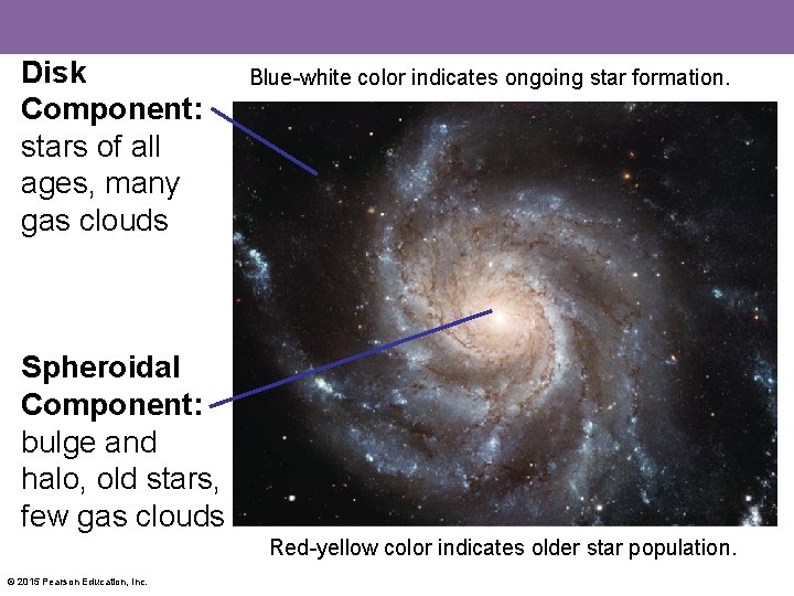 Disk Component: stars of all ages, many gas clouds Blue-white color indicates ongoing star