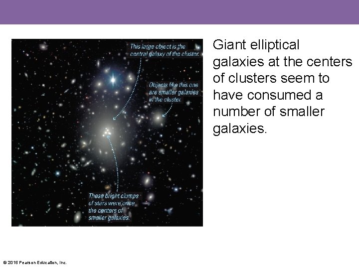 Giant elliptical galaxies at the centers of clusters seem to have consumed a number