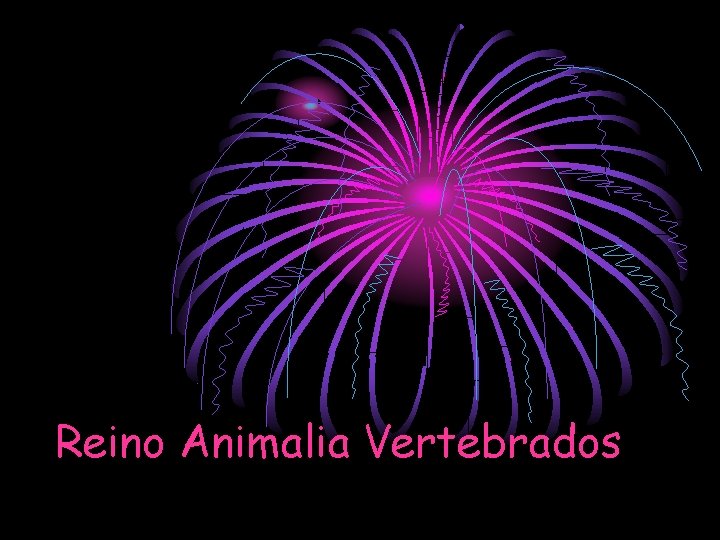 Reino Animalia Vertebrados 