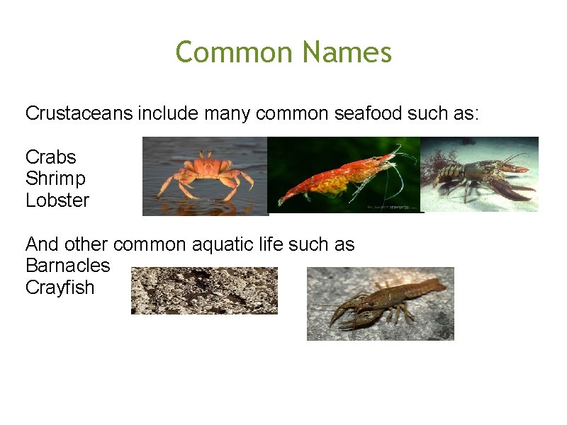 Common Names Crustaceans include many common seafood such as: Crabs Shrimp Lobster And other