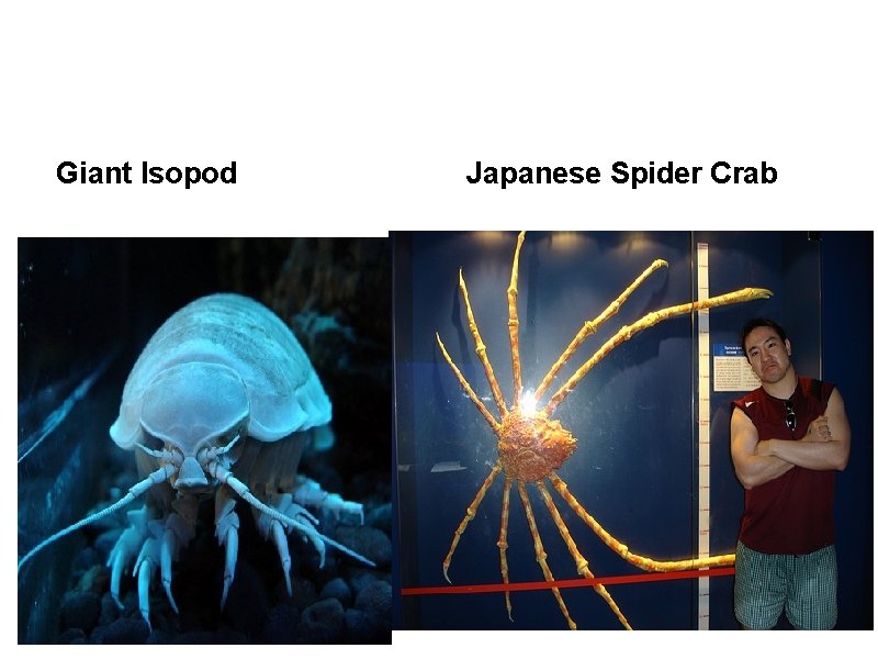  Giant Isopod Japanese Spider Crab 