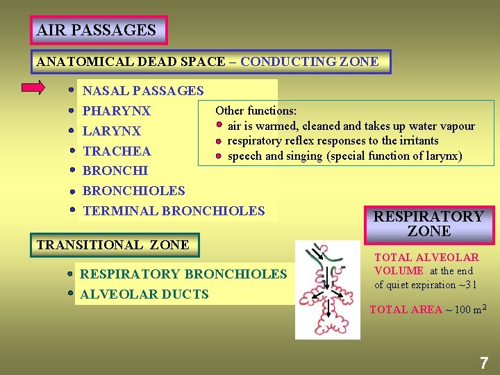 AIR PASSAGES ANATOMICAL DEAD SPACE – CONDUCTING ZONE NASAL PASSAGES Other functions: PHARYNX air