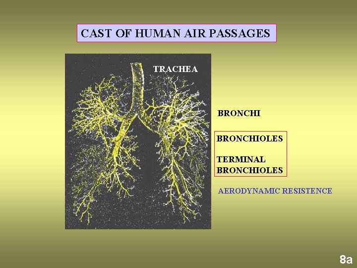 CAST OF HUMAN AIR PASSAGES TRACHEA BRONCHIOLES TERMINAL BRONCHIOLES AERODYNAMIC RESISTENCE 8 a 