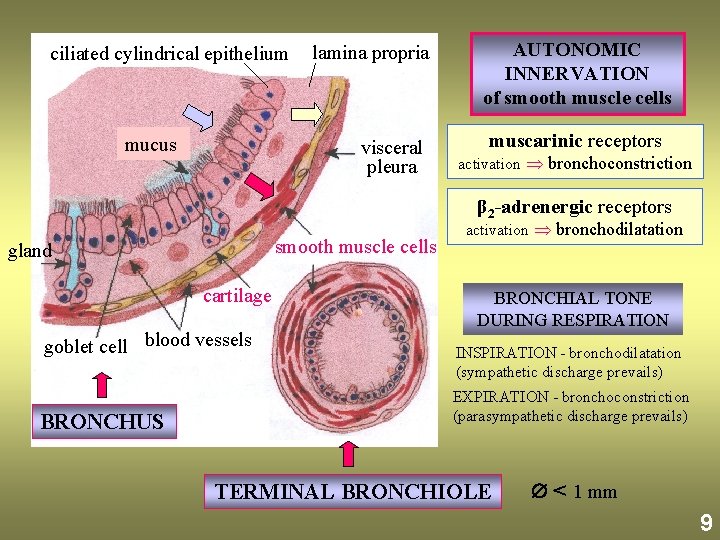 ciliated cylindrical epithelium lamina propria AUTONOMIC INNERVATION of smooth muscle cells visceral muscarinic receptors