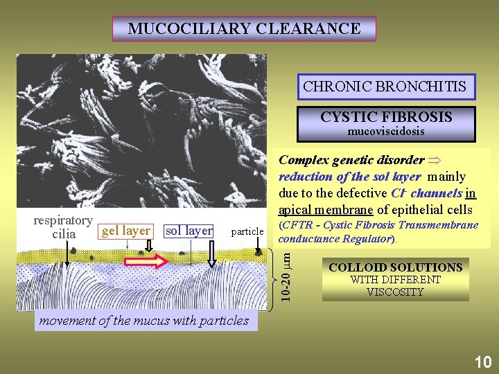 MUCOCILIARY CLEARANCE CHRONIC BRONCHITIS CYSTIC FIBROSIS mucoviscidosis particle (CFTR - Cystic Fibrosis Transmembrane conductance