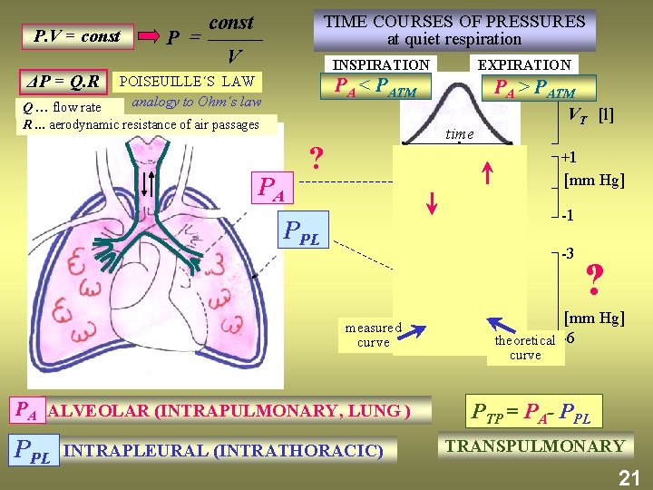  P. V = const ΔP = Q. R P = const TIME COURSES