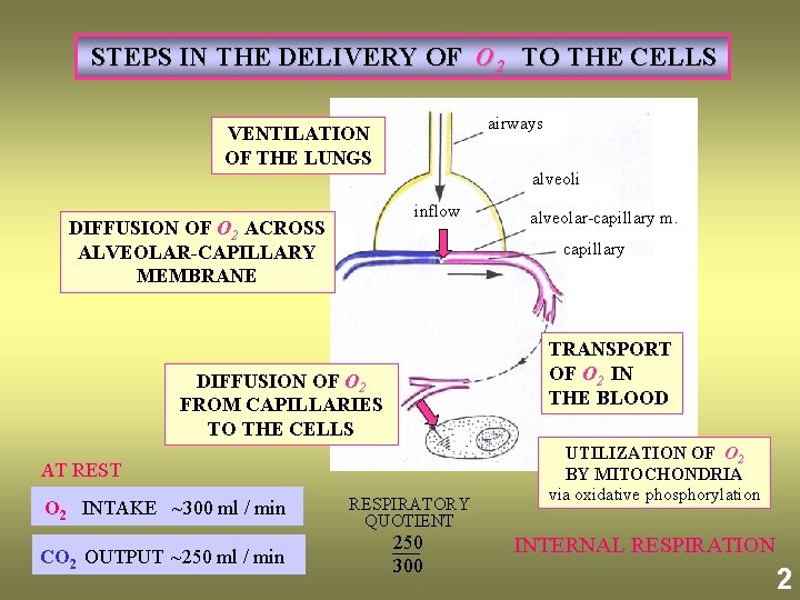  STEPS IN THE DELIVERY OF O 2 TO THE CELLS VENTILATION OF THE