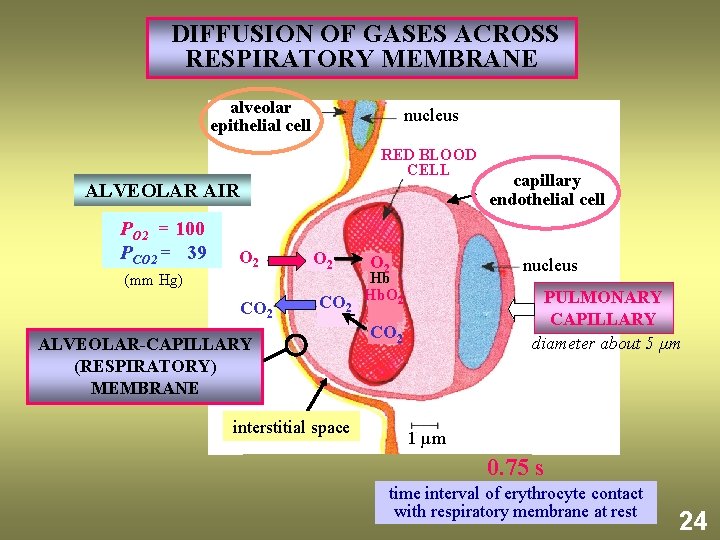  DIFFUSION OF GASES ACROSS RESPIRATORY MEMBRANE alveolar epithelial cell nucleus RED BLOOD CELL