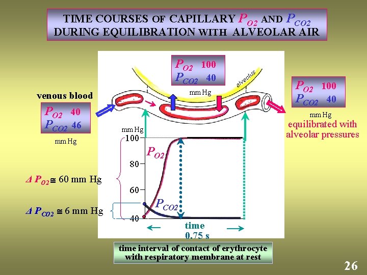 TIME COURSES OF CAPILLARY PO 2 AND PCO 2 DURING EQUILIBRATION WITH ALVEOLAR AIR