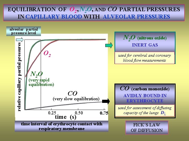 EQUILIBRATION OF O 2, N 2 O, AND CO PARTIAL PRESSURES IN CAPILLARY BLOOD