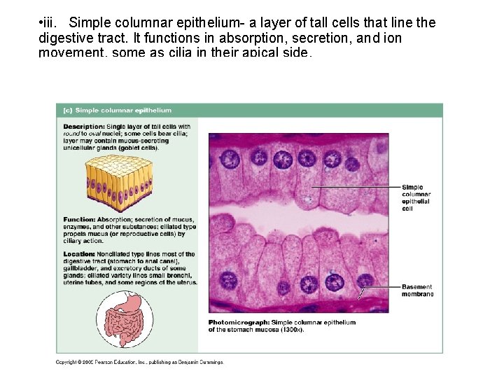  • iii. Simple columnar epithelium- a layer of tall cells that line the