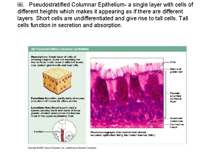 iiii. Pseudostratified Columnar Epithelium- a single layer with cells of different heights which makes
