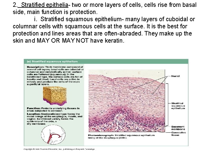 2. Stratified epithelia- two or more layers of cells, cells rise from basal side,