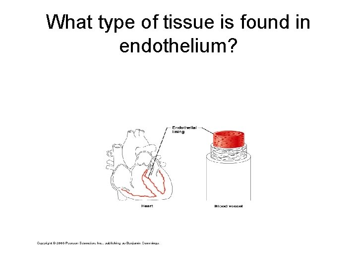What type of tissue is found in endothelium? 