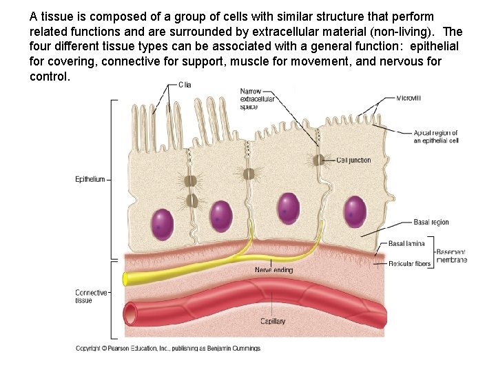 A tissue is composed of a group of cells with similar structure that perform