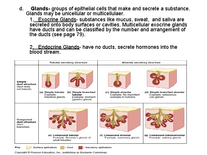 d. Glands- groups of epithelial cells that make and secrete a substance. Glands may