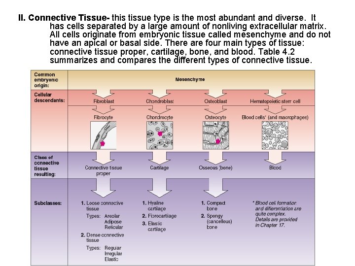 II. Connective Tissue- this tissue type is the most abundant and diverse. It has