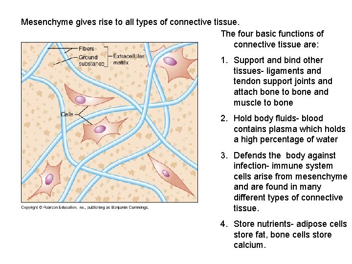 Mesenchyme gives rise to all types of connective tissue. The four basic functions of