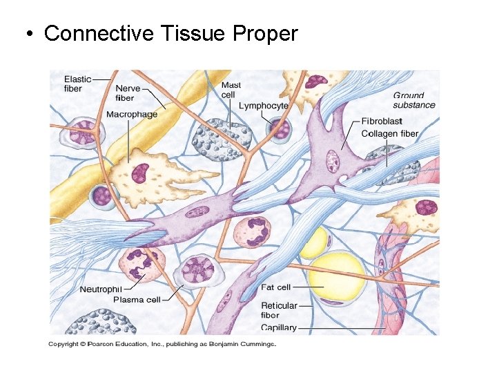  • Connective Tissue Proper 