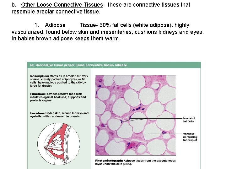 b. Other Loose Connective Tissues- these are connective tissues that resemble areolar connective tissue.