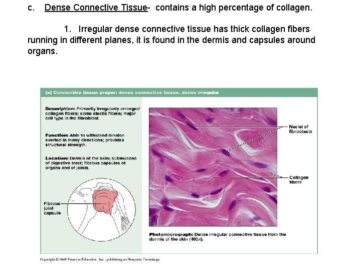 c. Dense Connective Tissue- contains a high percentage of collagen. 1. Irregular dense connective
