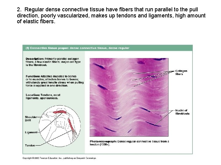 2. Regular dense connective tissue have fibers that run parallel to the pull direction,