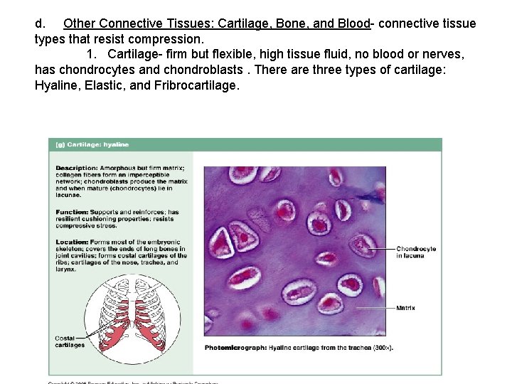 d. Other Connective Tissues: Cartilage, Bone, and Blood- connective tissue types that resist compression.