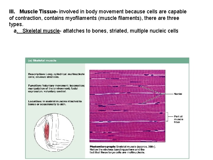 III. Muscle Tissue- involved in body movement because cells are capable of contraction, contains