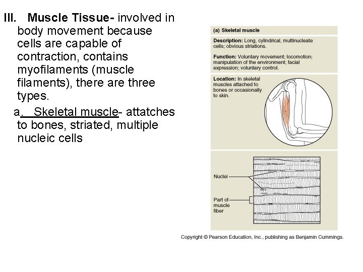 III. Muscle Tissue- involved in body movement because cells are capable of contraction, contains