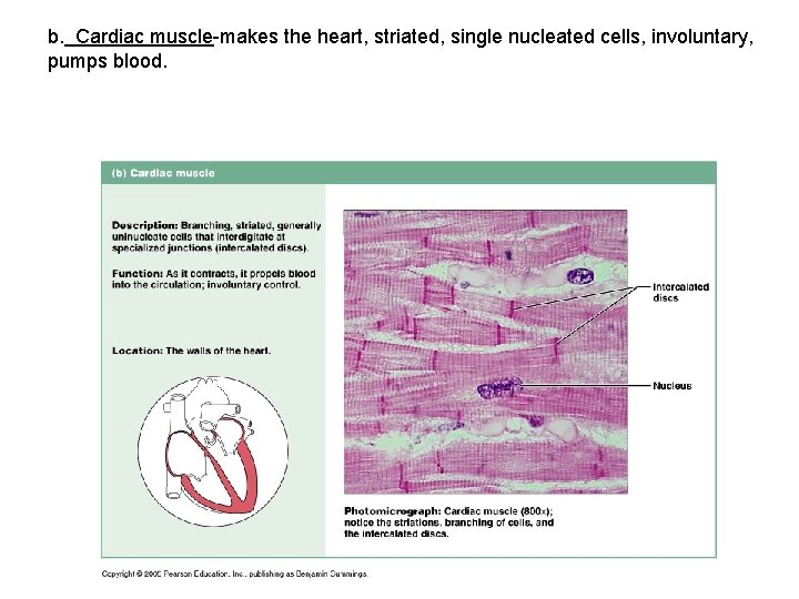 b. Cardiac muscle-makes the heart, striated, single nucleated cells, involuntary, pumps blood. 