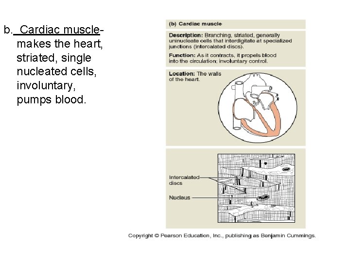 b. Cardiac musclemakes the heart, striated, single nucleated cells, involuntary, pumps blood. 