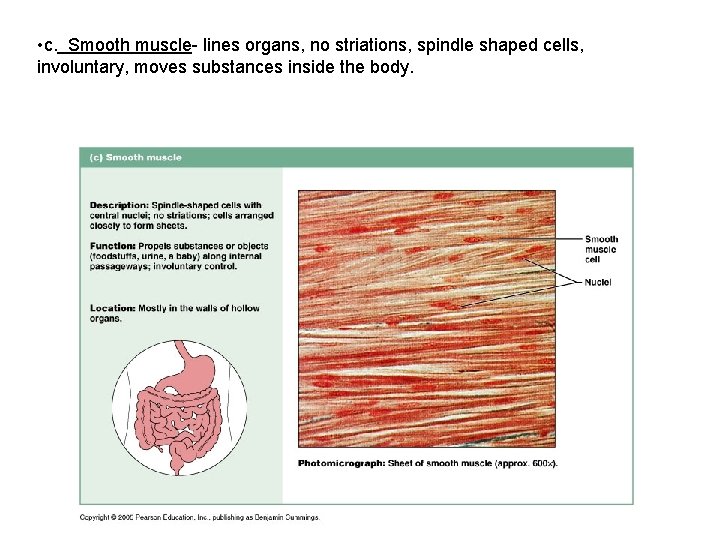  • c. Smooth muscle- lines organs, no striations, spindle shaped cells, involuntary, moves