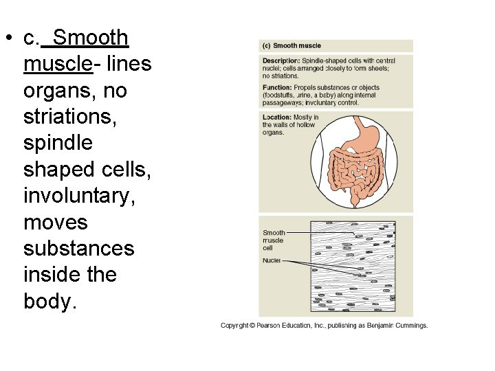  • c. Smooth muscle- lines organs, no striations, spindle shaped cells, involuntary, moves
