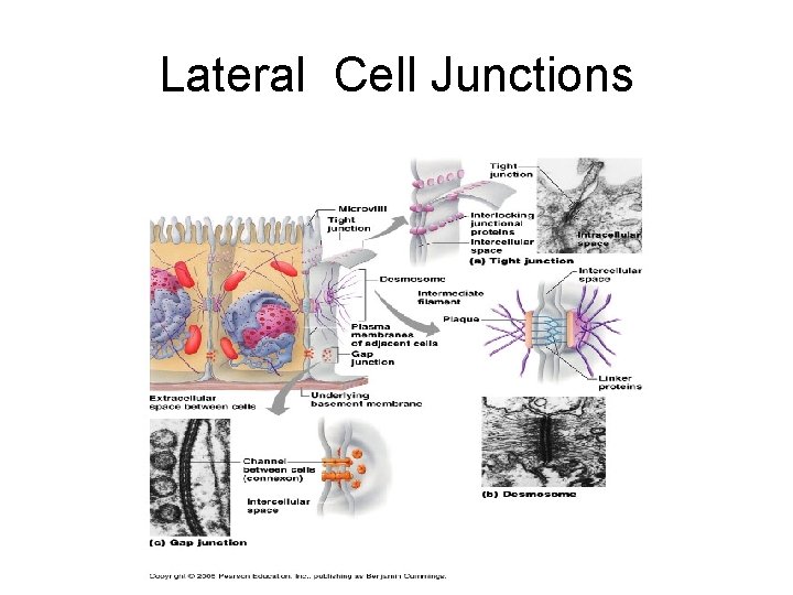 Lateral Cell Junctions 