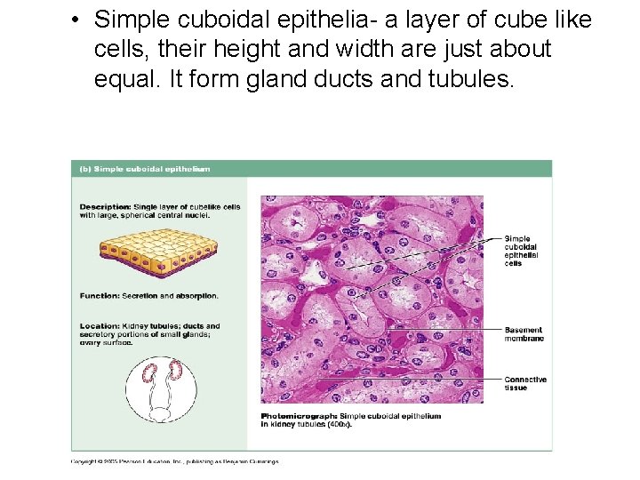  • Simple cuboidal epithelia- a layer of cube like cells, their height and