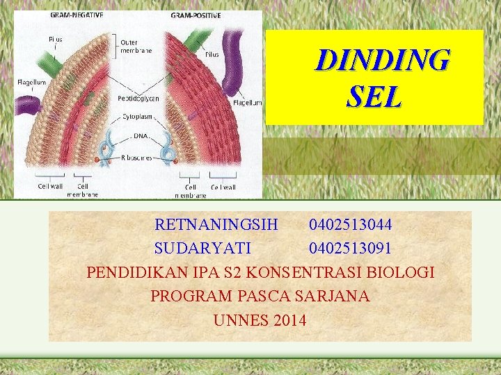 DINDING SEL RETNANINGSIH 0402513044 SUDARYATI 0402513091 PENDIDIKAN IPA S 2 KONSENTRASI BIOLOGI PROGRAM PASCA