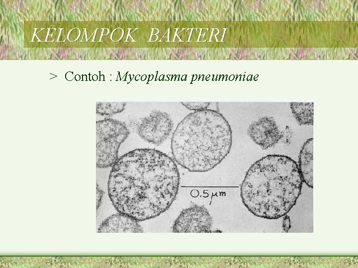 KELOMPOK BAKTERI > Contoh : Mycoplasma pneumoniae 