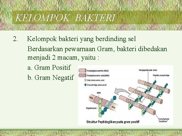 KELOMPOK BAKTERI 2. Kelompok bakteri yang berdinding sel Berdasarkan pewarnaan Gram, bakteri dibedakan menjadi