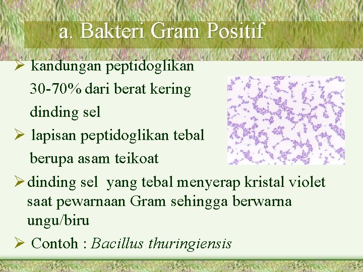 a. Bakteri Gram Positif Ø kandungan peptidoglikan 30 -70% dari berat kering dinding sel