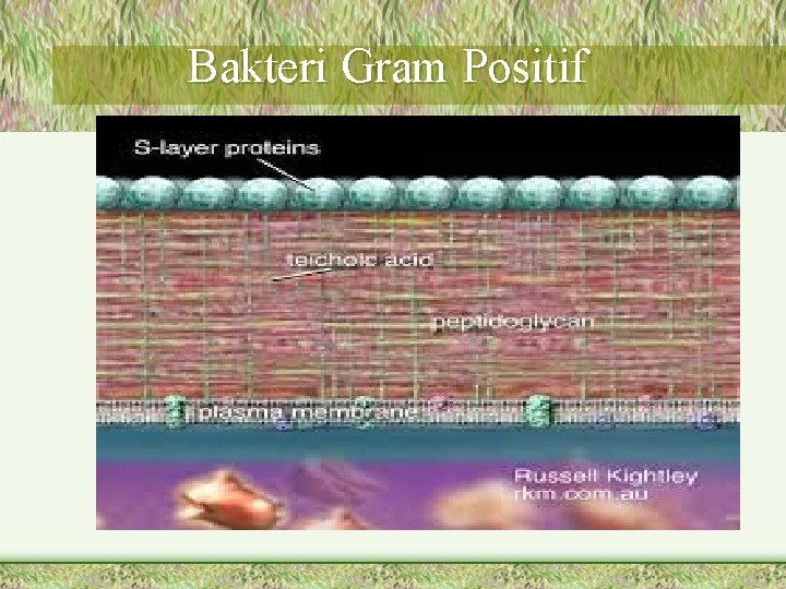 Bakteri Gram Positif 