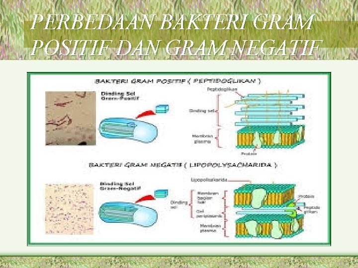 PERBEDAAN BAKTERI GRAM POSITIF DAN GRAM NEGATIF 